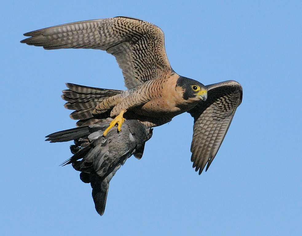 peregrine falcon identification